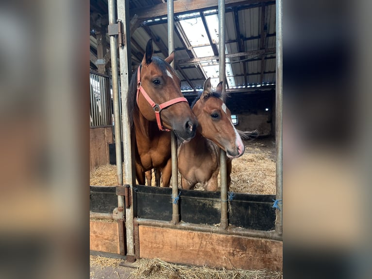 American Quarter Horse Merrie 17 Jaar 150 cm Bruin in Daleiden