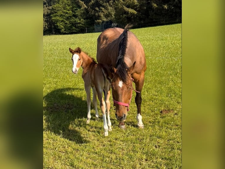 American Quarter Horse Merrie 17 Jaar 150 cm Bruin in Daleiden