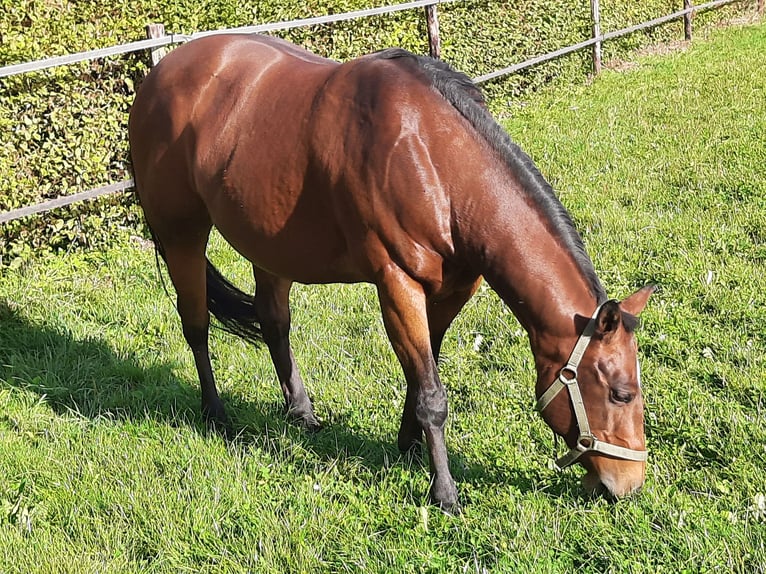 American Quarter Horse Merrie 17 Jaar 150 cm Bruin in Bedburg-Hau