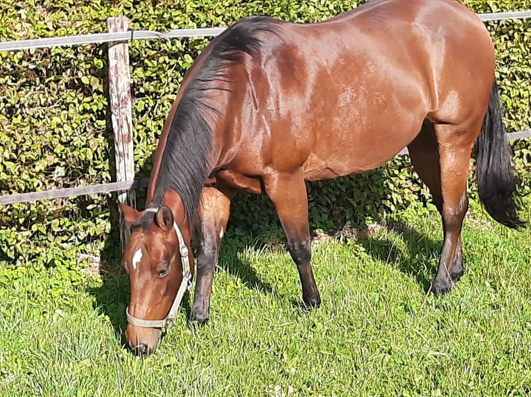 American Quarter Horse Merrie 17 Jaar 150 cm Bruin in Bedburg-Hau