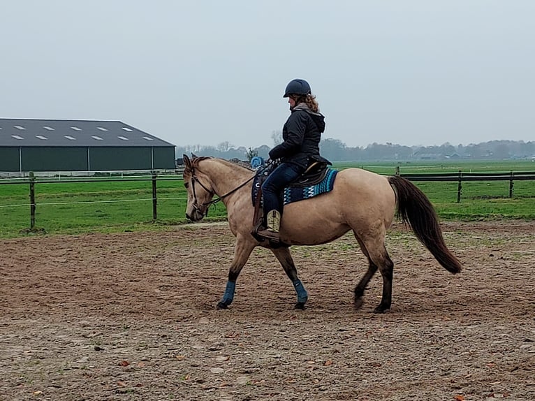 American Quarter Horse Merrie 17 Jaar 150 cm Buckskin in Oldebroek