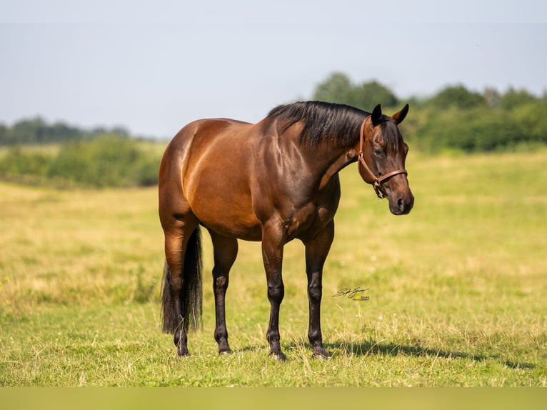 American Quarter Horse Merrie 17 Jaar Donkerbruin in Dielsdorf