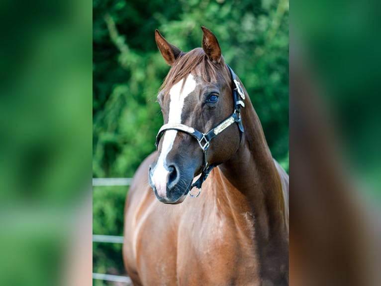 American Quarter Horse Merrie 17 Jaar Donkere-vos in Abtsgmünd