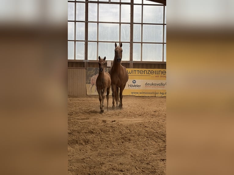 American Quarter Horse Merrie 17 Jaar Palomino in Arnbruck