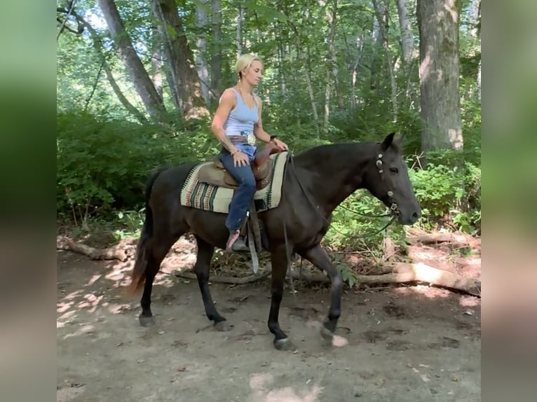 American Quarter Horse Merrie 18 Jaar 142 cm Bruin in Arvada CO