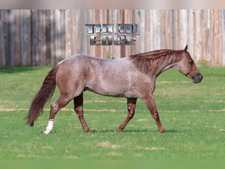 American Quarter Horse Merrie 18 Jaar 142 cm Roodvos in Whitesboro