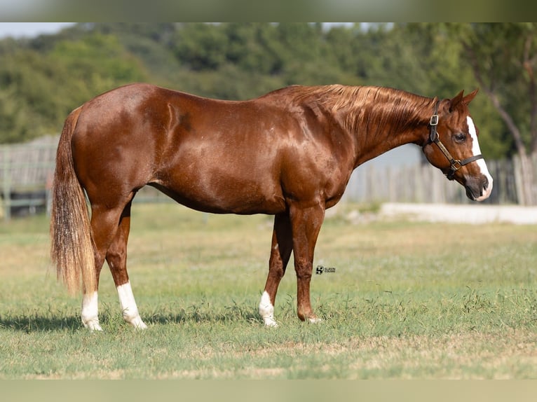 American Quarter Horse Merrie 18 Jaar 142 cm Roodvos in Whitesboro