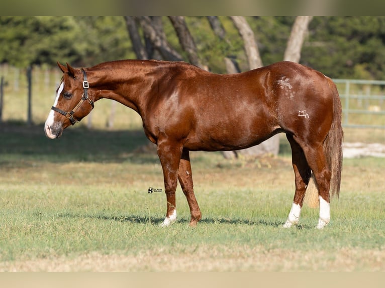 American Quarter Horse Merrie 18 Jaar 142 cm Roodvos in Whitesboro