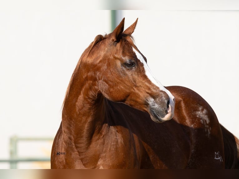 American Quarter Horse Merrie 18 Jaar 142 cm Roodvos in Whitesboro