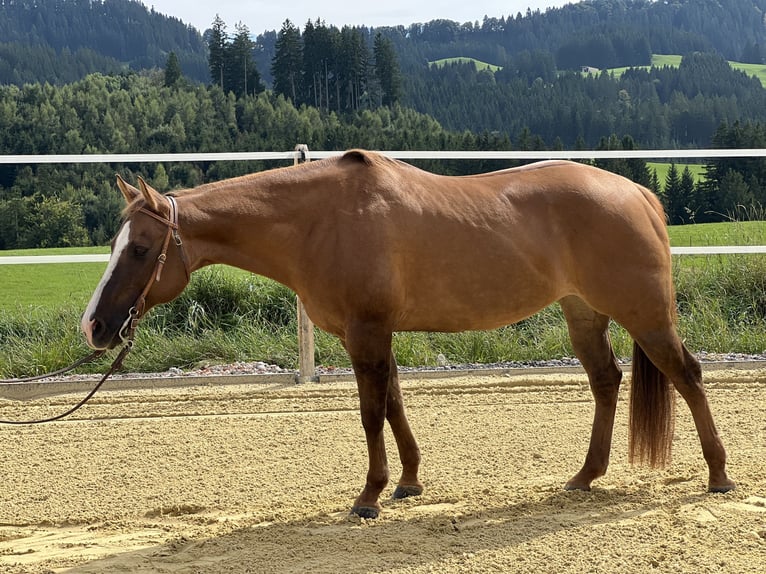 American Quarter Horse Merrie 18 Jaar 148 cm Red Dun in Weitnau