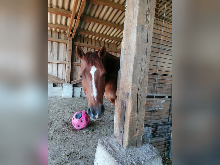 American Quarter Horse Merrie 18 Jaar 149 cm Vos in Wettringen