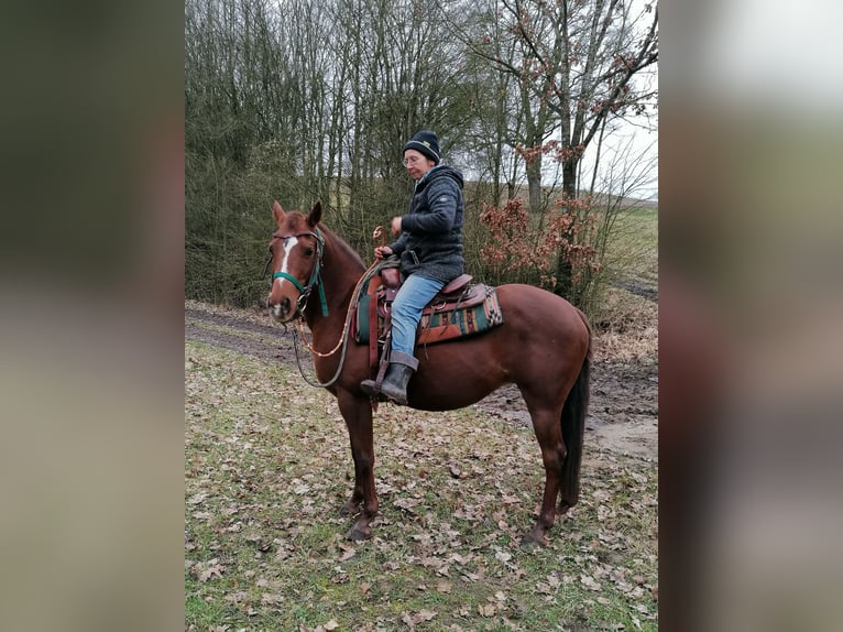 American Quarter Horse Merrie 18 Jaar 149 cm Vos in Wettringen