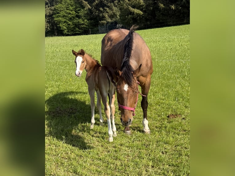 American Quarter Horse Merrie 18 Jaar 150 cm Bruin in Daleiden