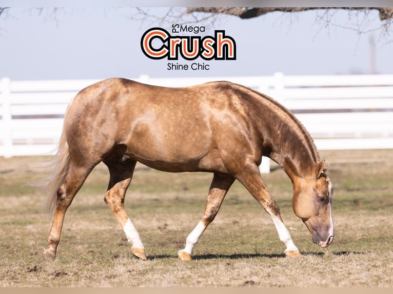 American Quarter Horse Merrie 18 Jaar 152 cm Buckskin in Whitesboro