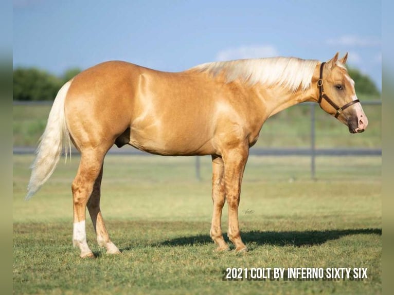 American Quarter Horse Merrie 18 Jaar 152 cm Buckskin in Whitesboro
