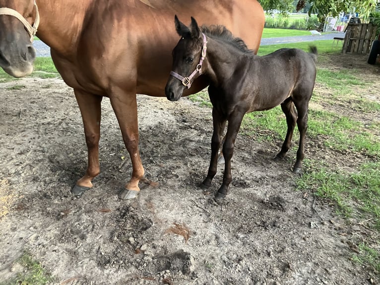 American Quarter Horse Mix Merrie 18 Jaar 152 cm Donkere-vos in Swansea