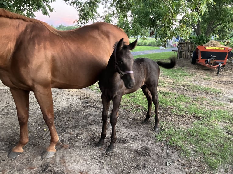 American Quarter Horse Mix Merrie 18 Jaar 152 cm Donkere-vos in Swansea