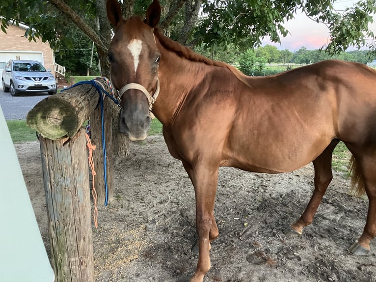 American Quarter Horse Mix Merrie 18 Jaar 152 cm Donkere-vos in Swansea