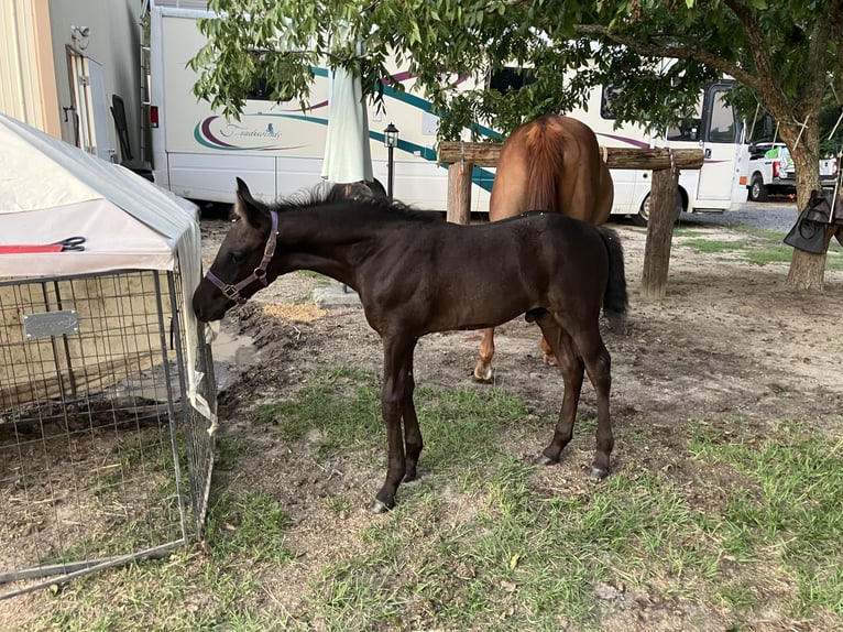 American Quarter Horse Mix Merrie 18 Jaar 152 cm Donkere-vos in Swansea