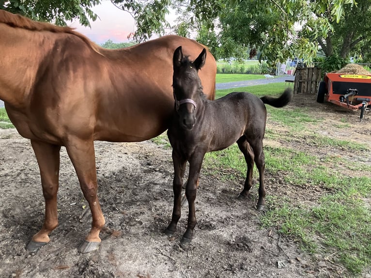 American Quarter Horse Mix Merrie 18 Jaar 152 cm Donkere-vos in Swansea