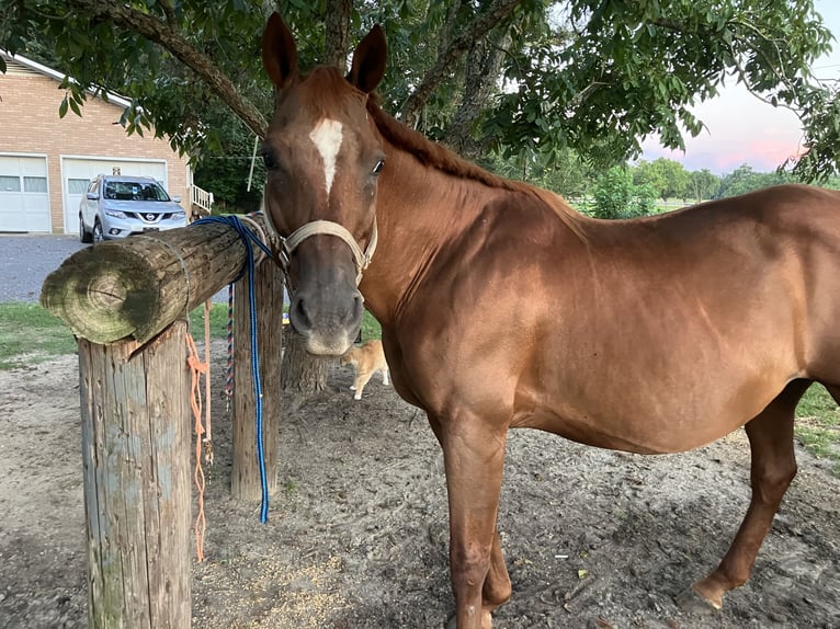 American Quarter Horse Mix Merrie 18 Jaar 152 cm Donkere-vos in Swansea