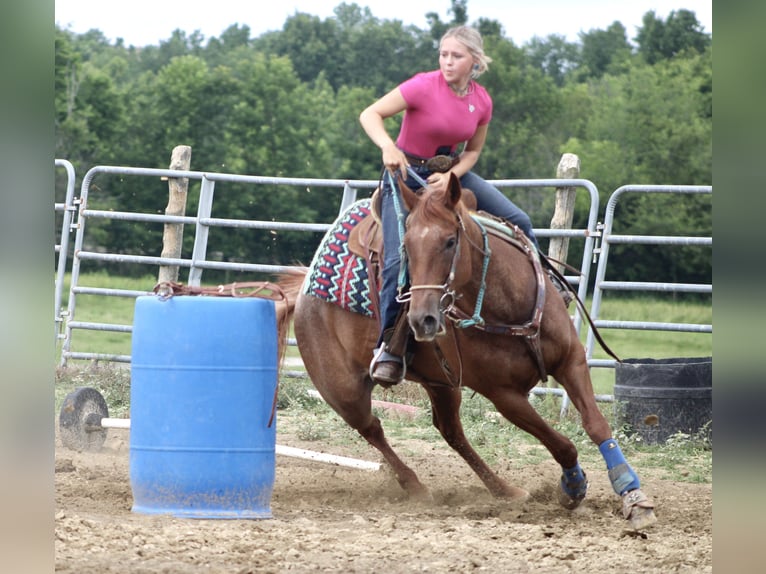 American Quarter Horse Merrie 18 Jaar 152 cm Roan-Red in Borden