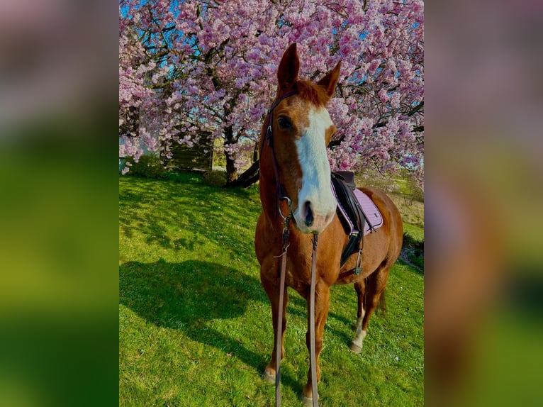 American Quarter Horse Merrie 18 Jaar 152 cm Roodvos in AhlumJübar