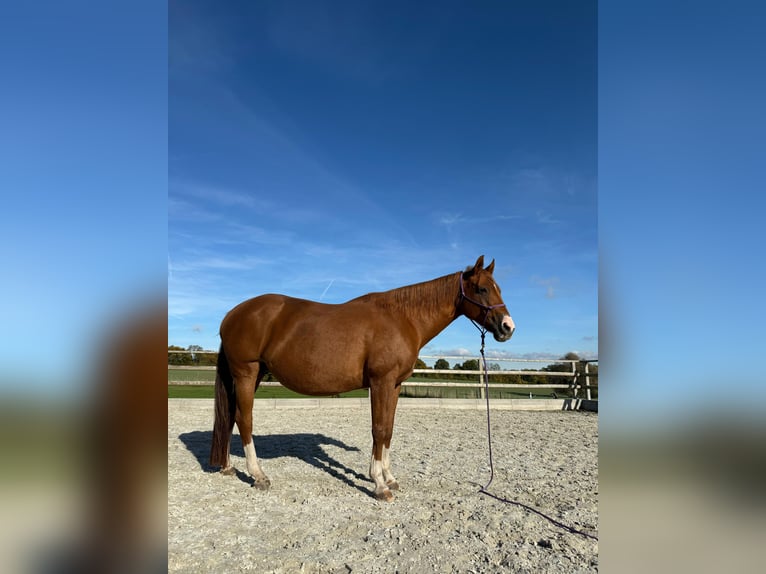 American Quarter Horse Merrie 18 Jaar 152 cm Vos in Schönberg