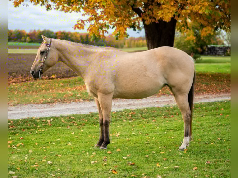 American Quarter Horse Merrie 18 Jaar 155 cm Falbe in BalingenBalingen