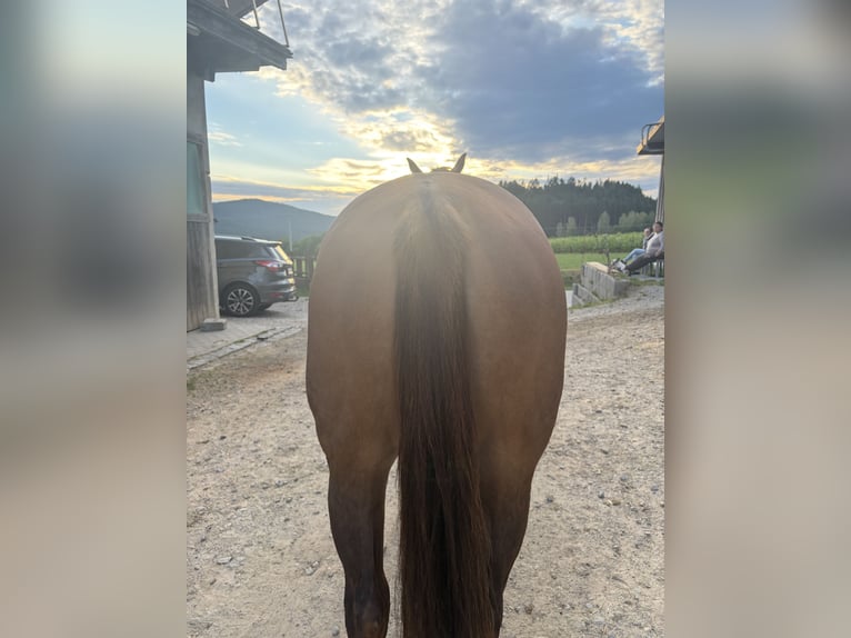 American Quarter Horse Merrie 18 Jaar 155 cm Red Dun in Arnbruck
