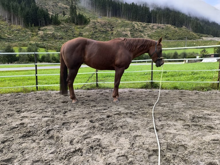 American Quarter Horse Merrie 18 Jaar 155 cm Roodvos in Gries im Sellrain