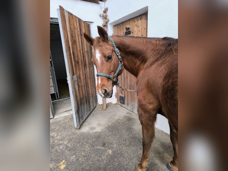 American Quarter Horse Merrie 18 Jaar 155 cm Roodvos in Gries im Sellrain