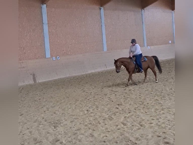 American Quarter Horse Merrie 18 Jaar Donkere-vos in Stöttwang