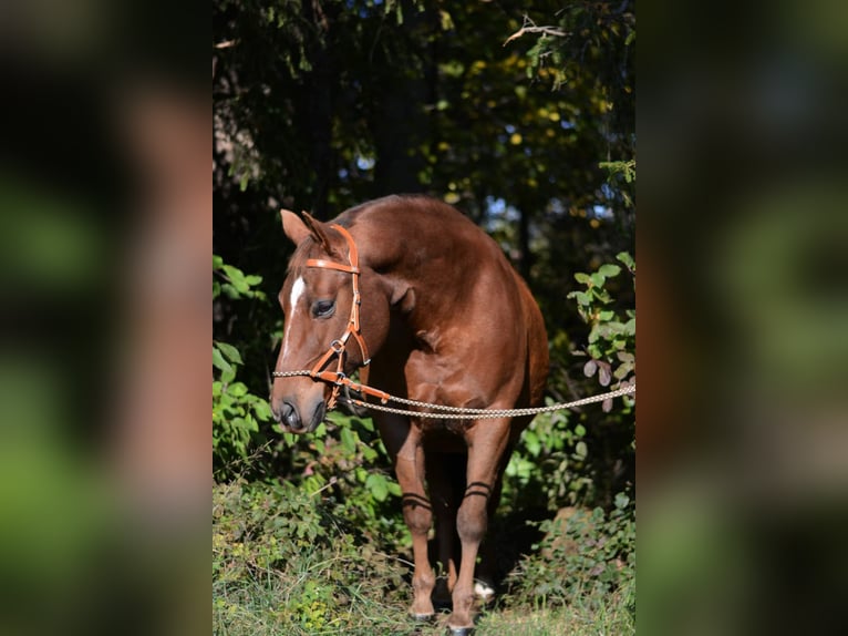 American Quarter Horse Merrie 18 Jaar Donkere-vos in Stöttwang