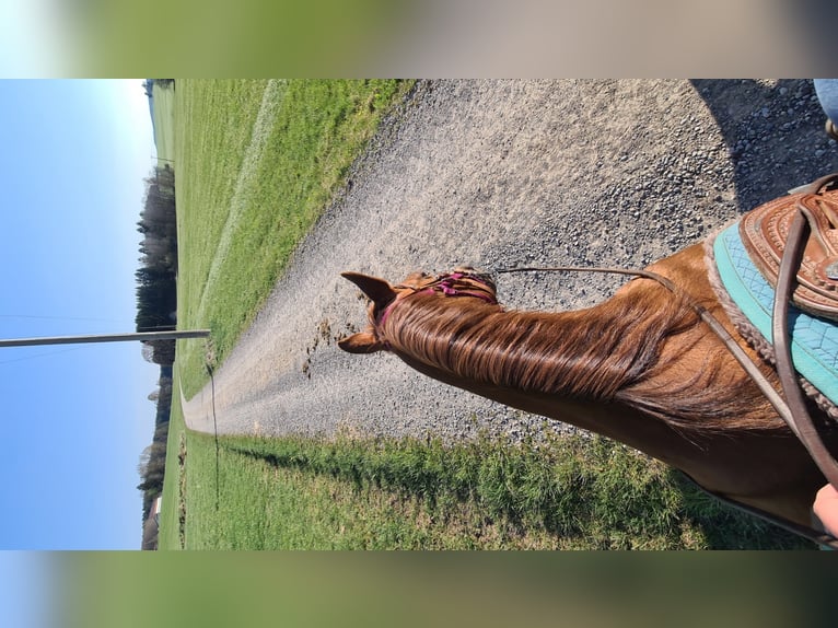 American Quarter Horse Merrie 18 Jaar Donkere-vos in Stöttwang