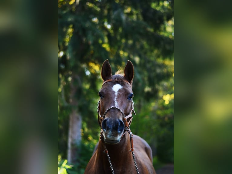 American Quarter Horse Merrie 18 Jaar Donkere-vos in Stöttwang