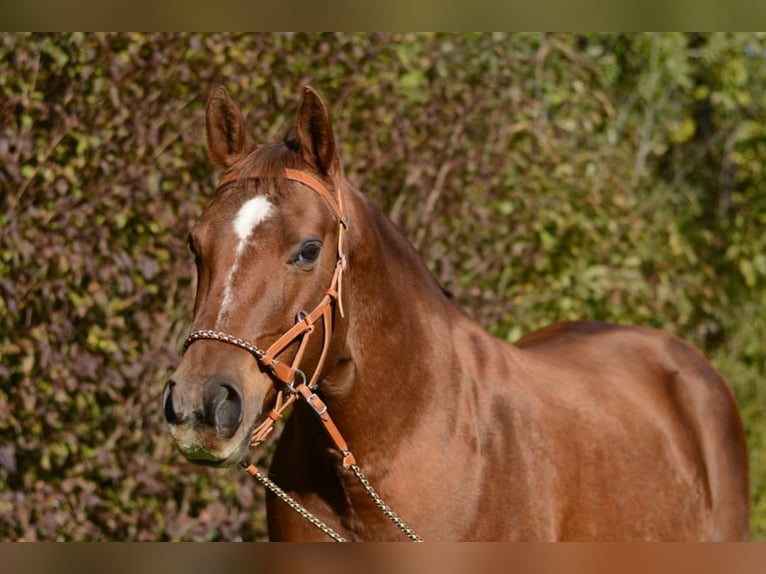 American Quarter Horse Merrie 18 Jaar Donkere-vos in Stöttwang