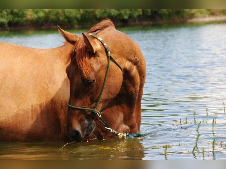 American Quarter Horse Merrie 18 Jaar Roodvos in Arnbruck