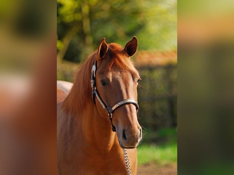 American Quarter Horse Merrie 18 Jaar Roodvos in Arnbruck