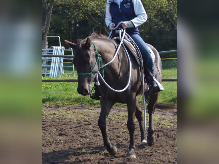 American Quarter Horse Merrie 19 Jaar 146 cm Zwartbruin in Scharnhorst