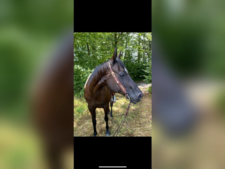 American Quarter Horse Merrie 19 Jaar 148 cm Zwart in Mömbris