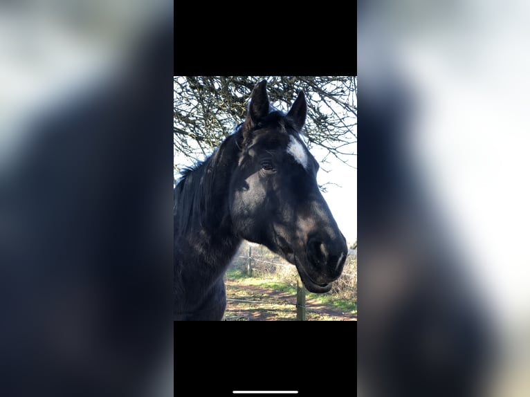 American Quarter Horse Merrie 19 Jaar 148 cm Zwart in Mömbris