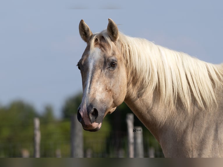 American Quarter Horse Merrie 19 Jaar 152 cm Palomino in Whitesboro