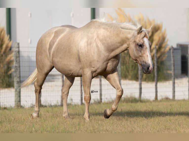 American Quarter Horse Merrie 19 Jaar 152 cm Palomino in Whitesboro