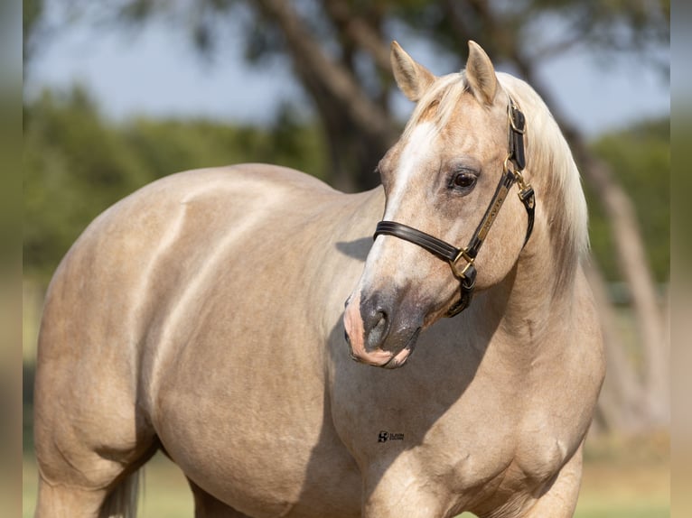 American Quarter Horse Merrie 19 Jaar 152 cm Palomino in Whitesboro