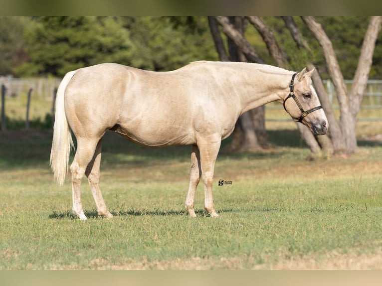 American Quarter Horse Merrie 19 Jaar 152 cm Palomino in Whitesboro