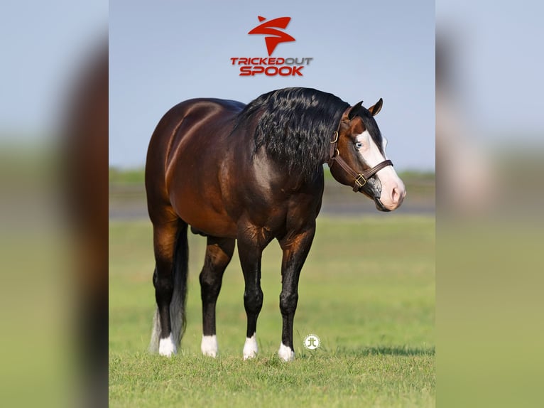 American Quarter Horse Merrie 19 Jaar 152 cm Palomino in Whitesboro
