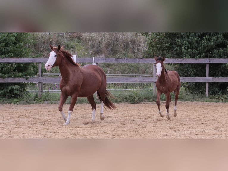 American Quarter Horse Merrie 19 Jaar 152 cm Vos in Waldshut-Tiengen