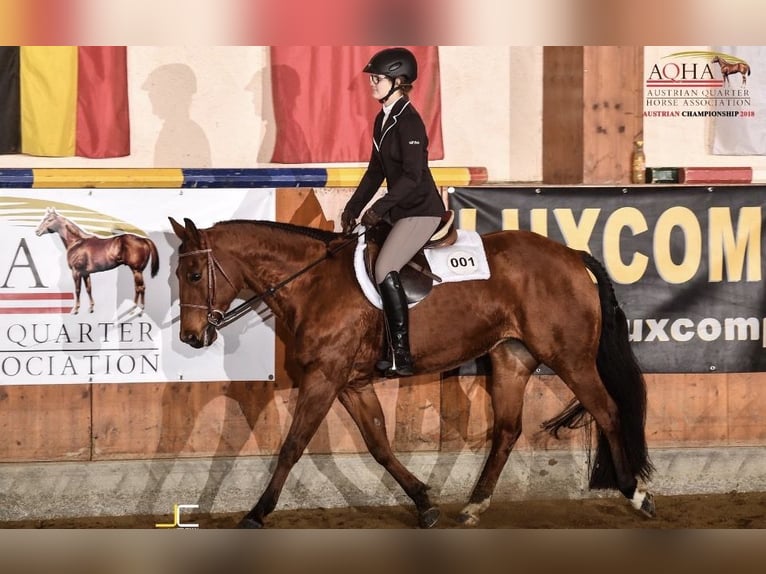 American Quarter Horse Merrie 19 Jaar 155 cm Bruin in Pertisau