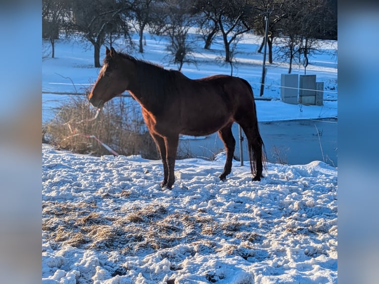 American Quarter Horse Merrie 19 Jaar  in Neukirchen bei Sulzbach-Rosenberg